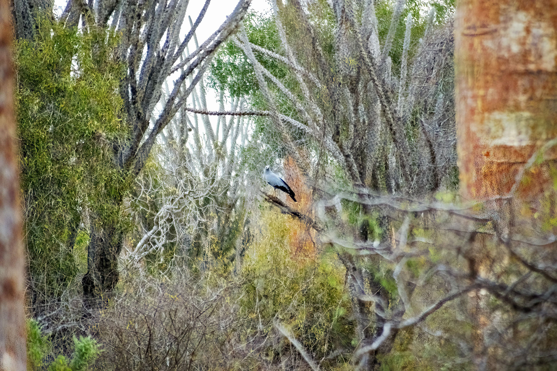 Höhlenweih (Polyboroides typus)